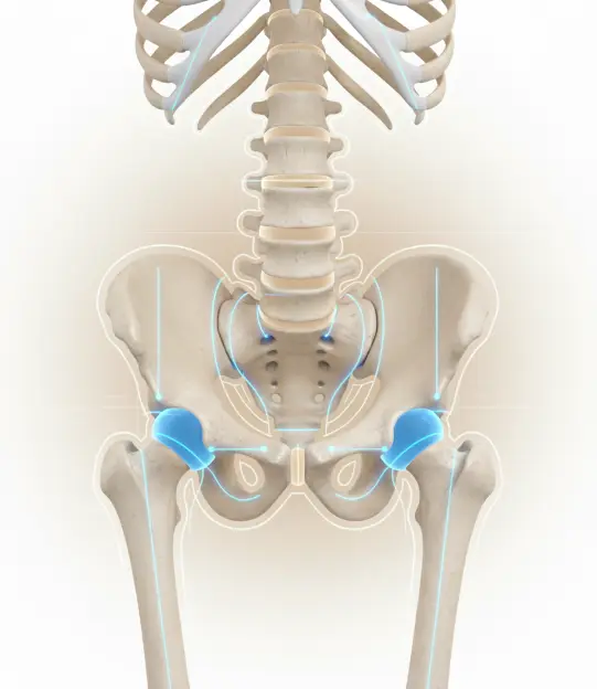 Hip joint replacement